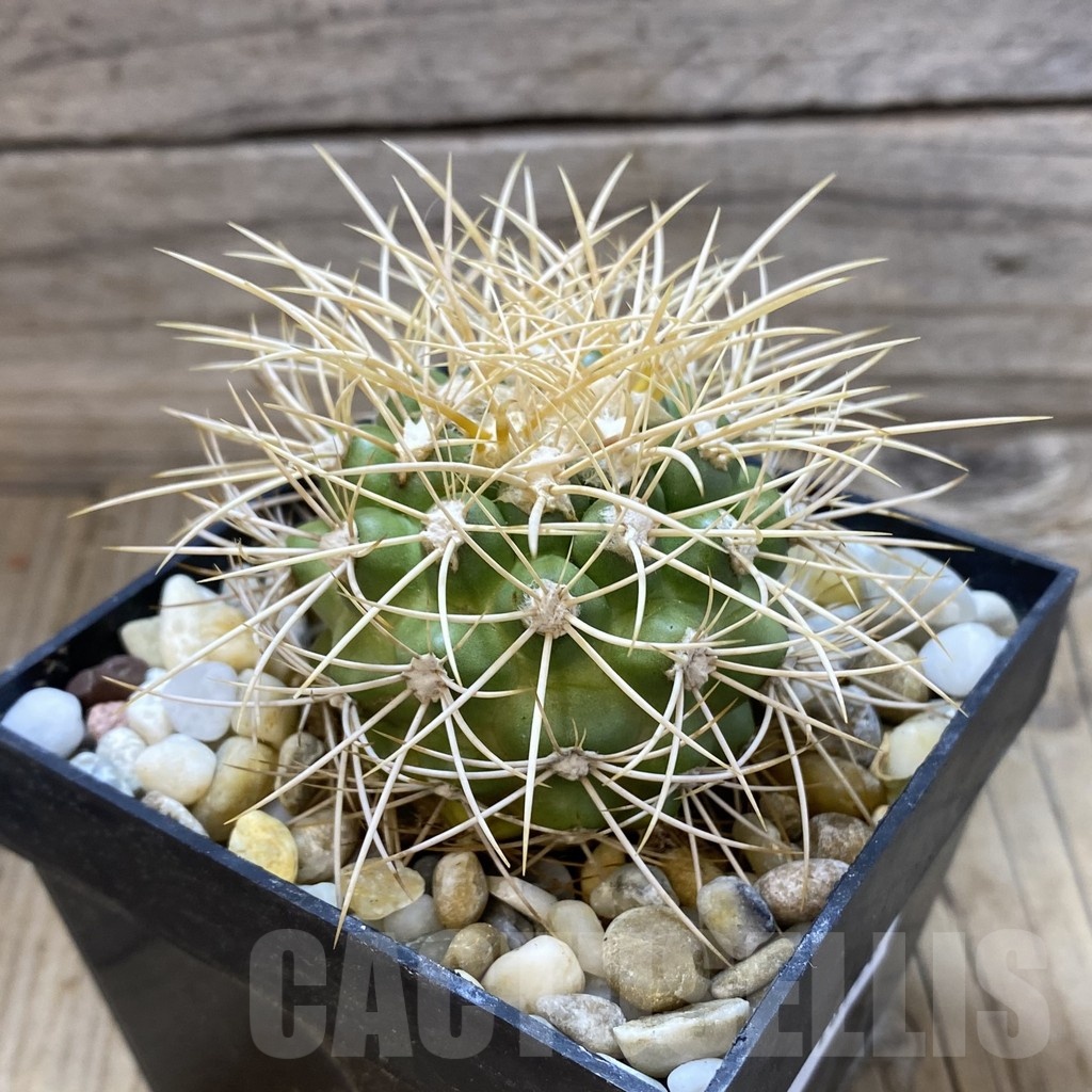 SH18798 Discocactus aff. zehntneri MH 835, own roots - Obrázek 2