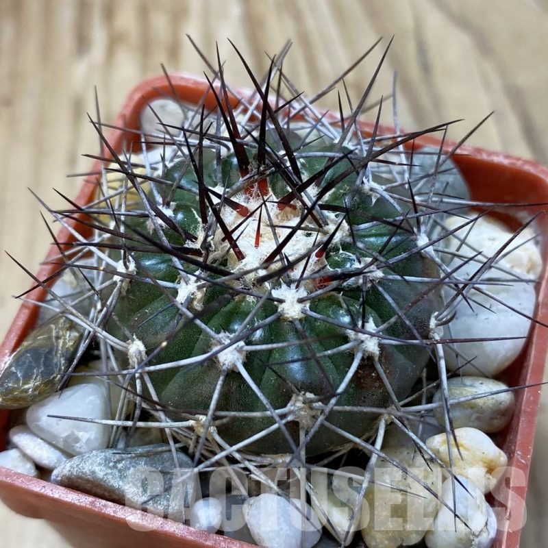 SH18802 Discocactus lindaianus , own roots