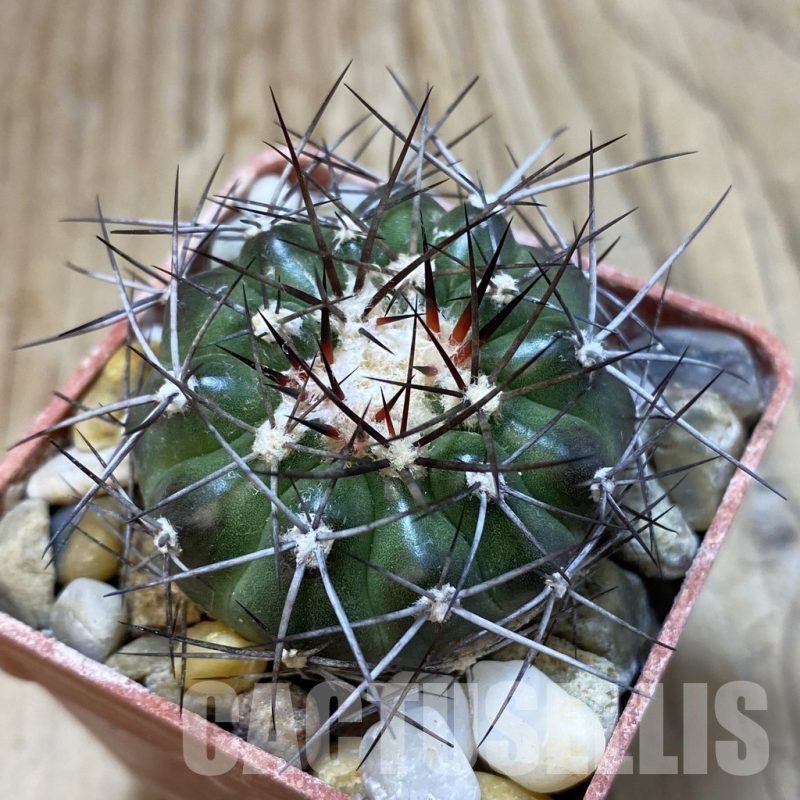 SH18803 Discocactus lindaianus , own roots