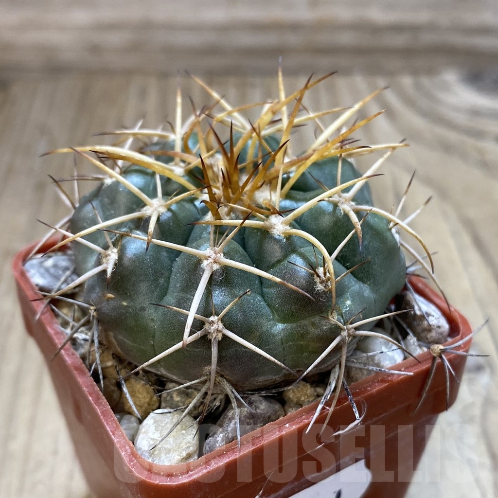 SH18811 Discocactus spinosior MH753, own roots - immagine 2