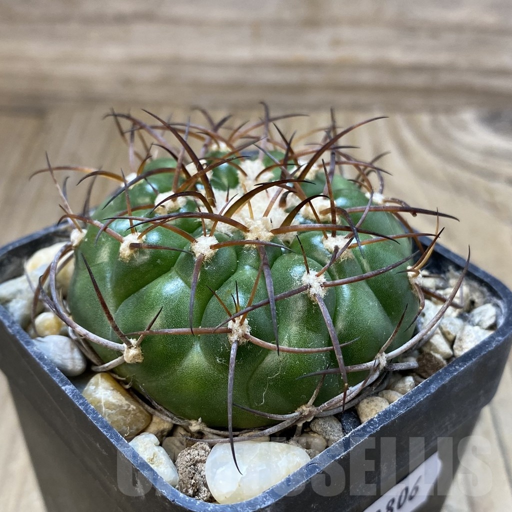 SH18806 Discocactus ferricola MH843 , own roots - Imagen 2