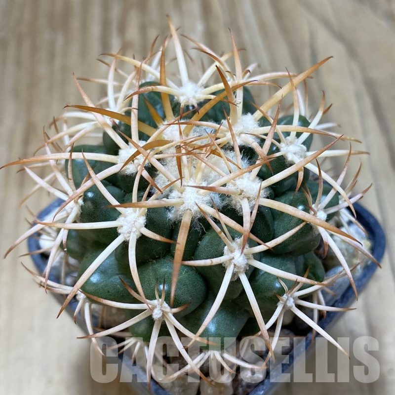 SH18813 Discocactus petr-halfari MH725, own roots