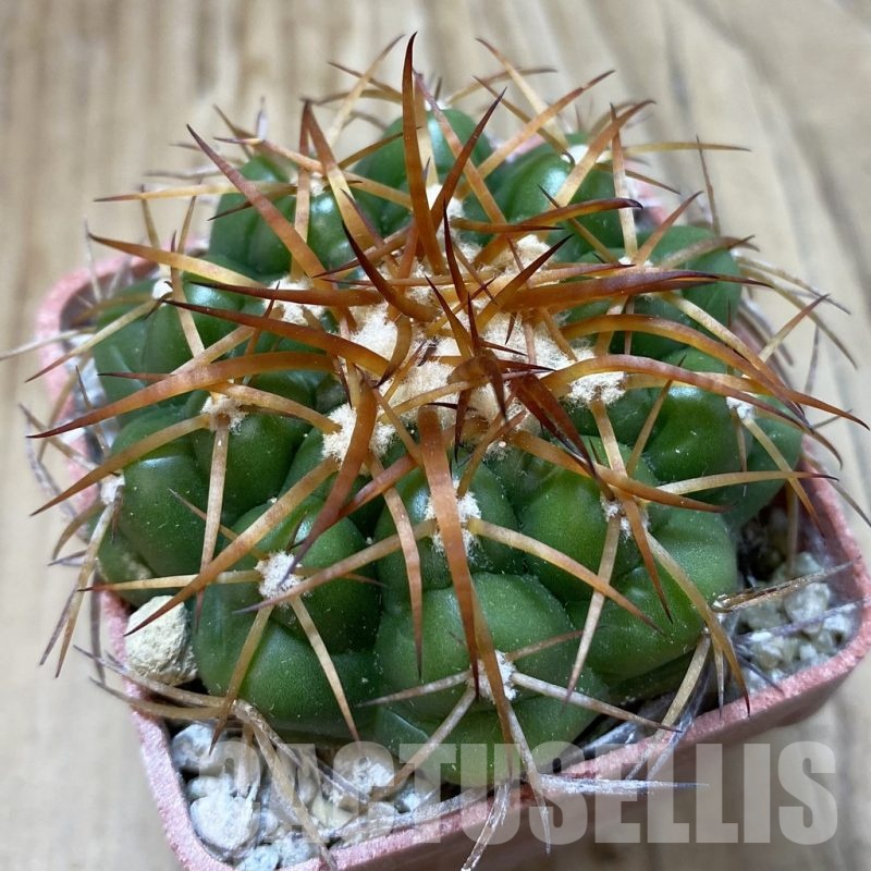 SH18818 Discocactus cangaensis MH886, own roots