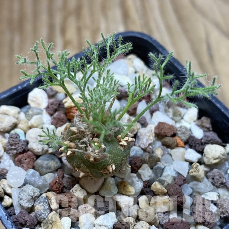 SH18758 Sarcocaulon peniculinum