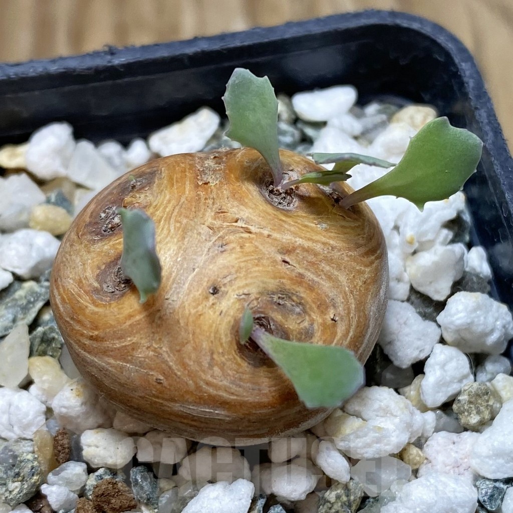 SH18760 Othonna cacalioides