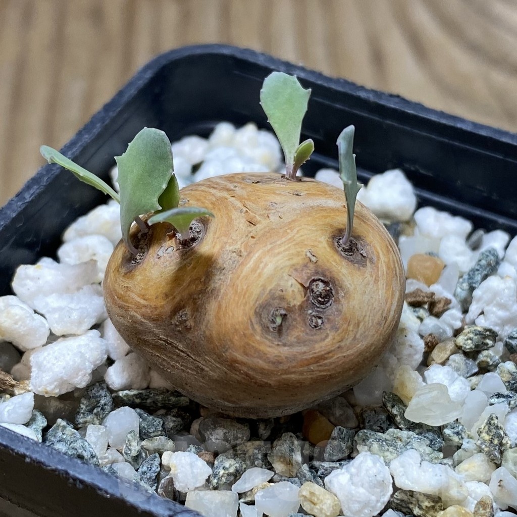 SH18760 Othonna cacalioides - Obrázek 2