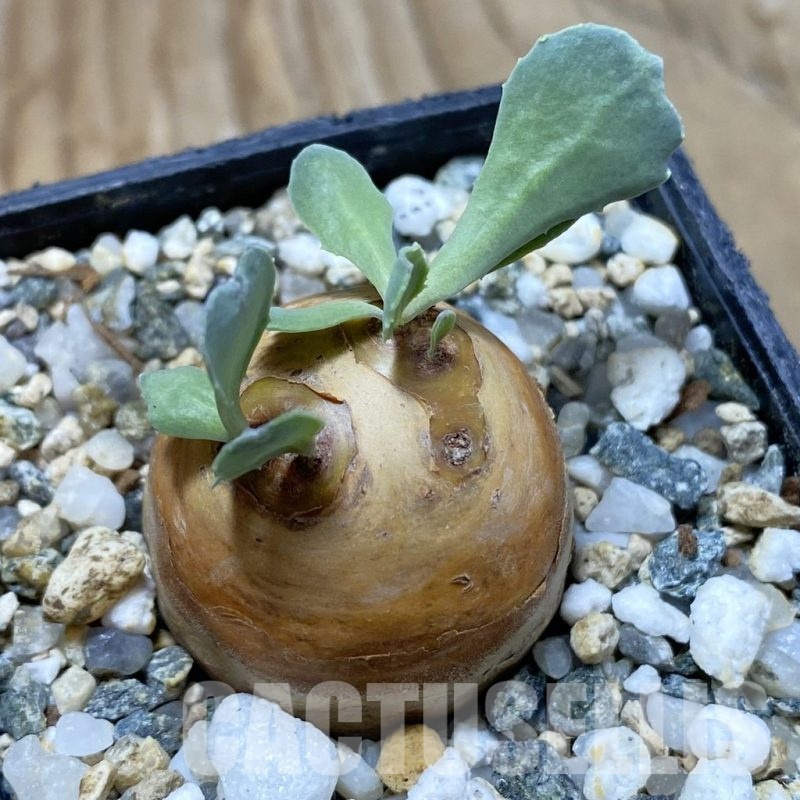 SH18761 Othonna cacalioides