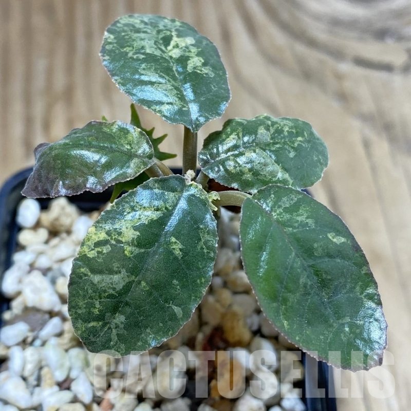 SH18762 Dorstenia foetida f. variegata