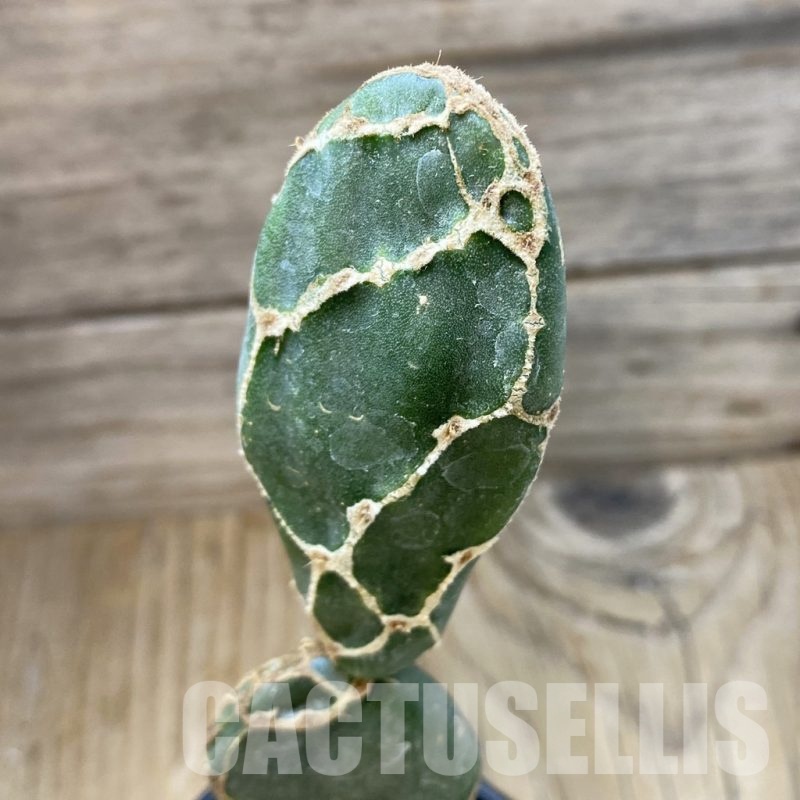 SH18765 Opuntia 'Cobra'