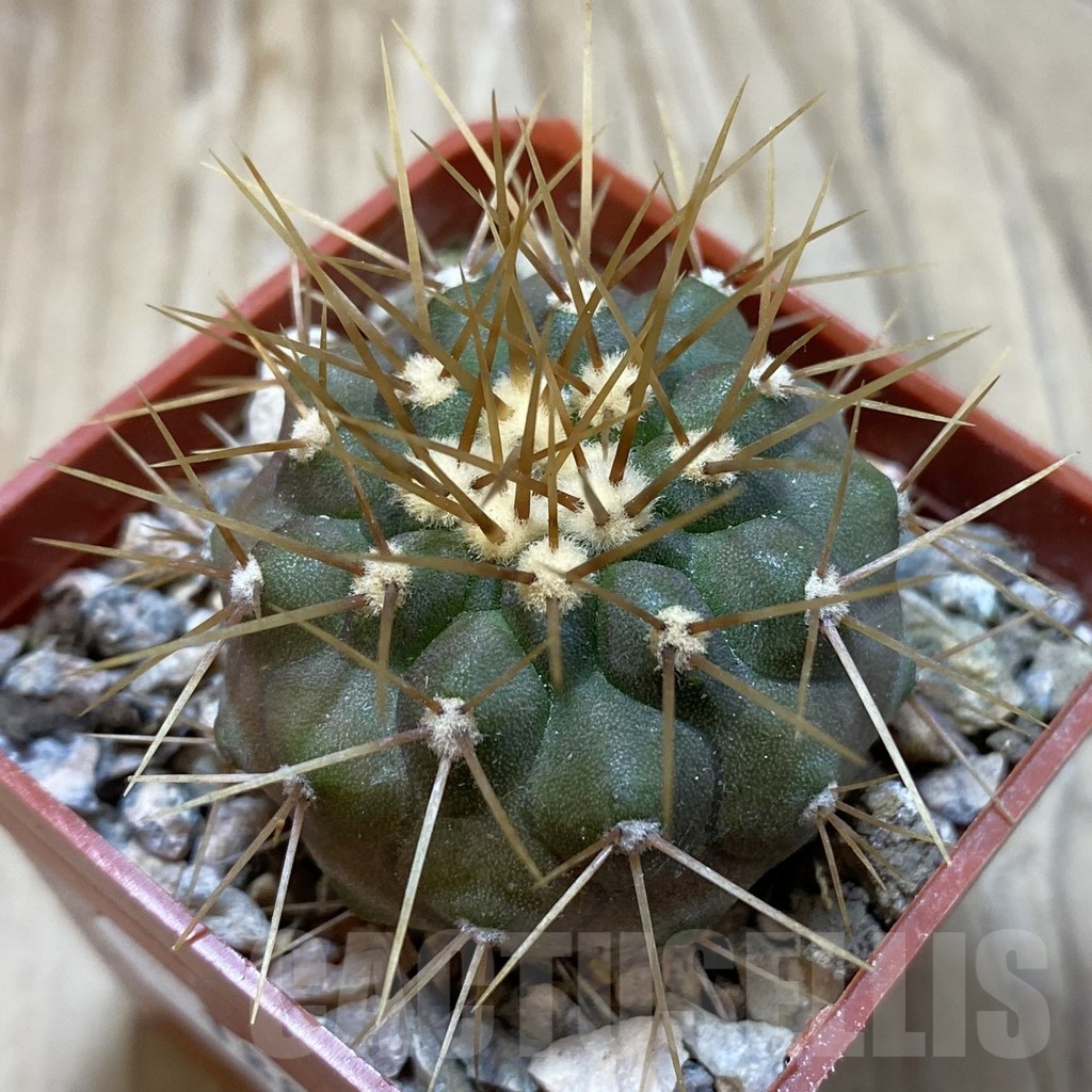 SH18808 Copiapoa gigantea
