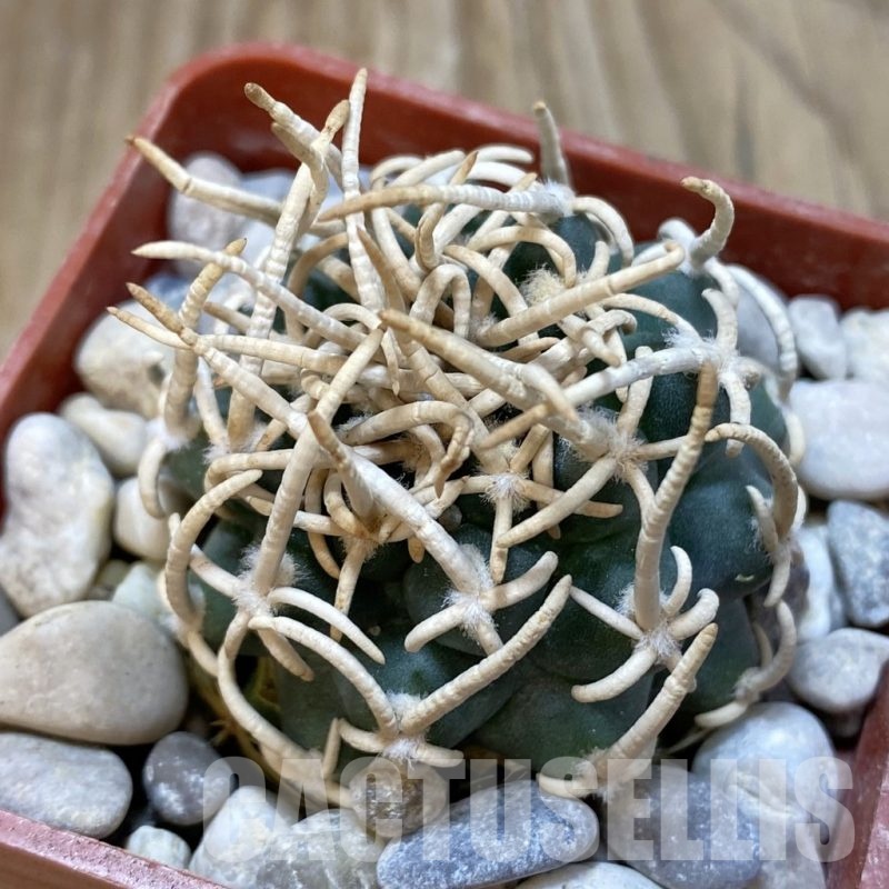 SH18768 Pediocactus peeblesianus f. menzelii PJR 542, grafted