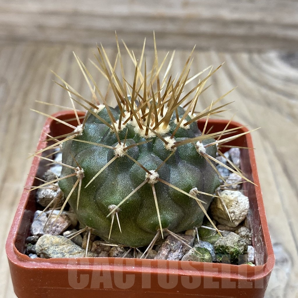 SH18808 Copiapoa gigantea - Image 2