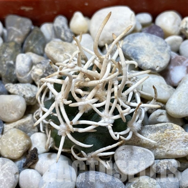 SH18769 Pediocactus peeblesianus f. menzelii PJR 543, grafted