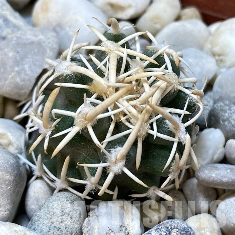 SH18772 Pediocactus peeblesianus v. fickeisenii PJR 541, grafted