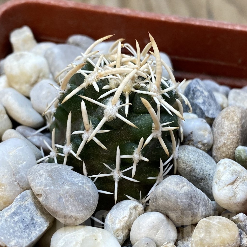 SH18772 Pediocactus peeblesianus v. fickeisenii PJR 541, grafted - immagine 2