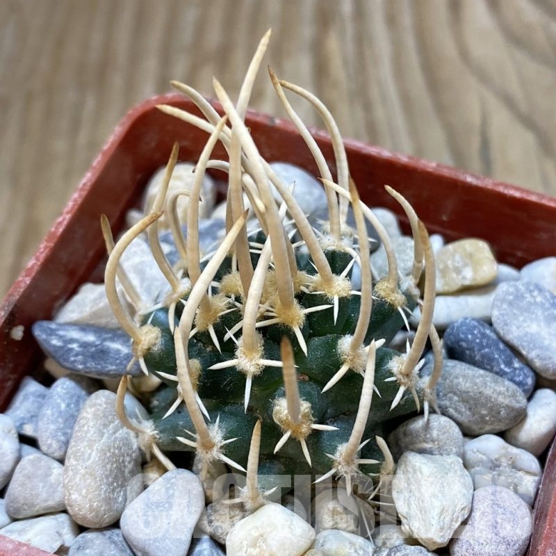 SH18773 Pediocactus peeblesianus v. fickeisenii PJR 458, grafted