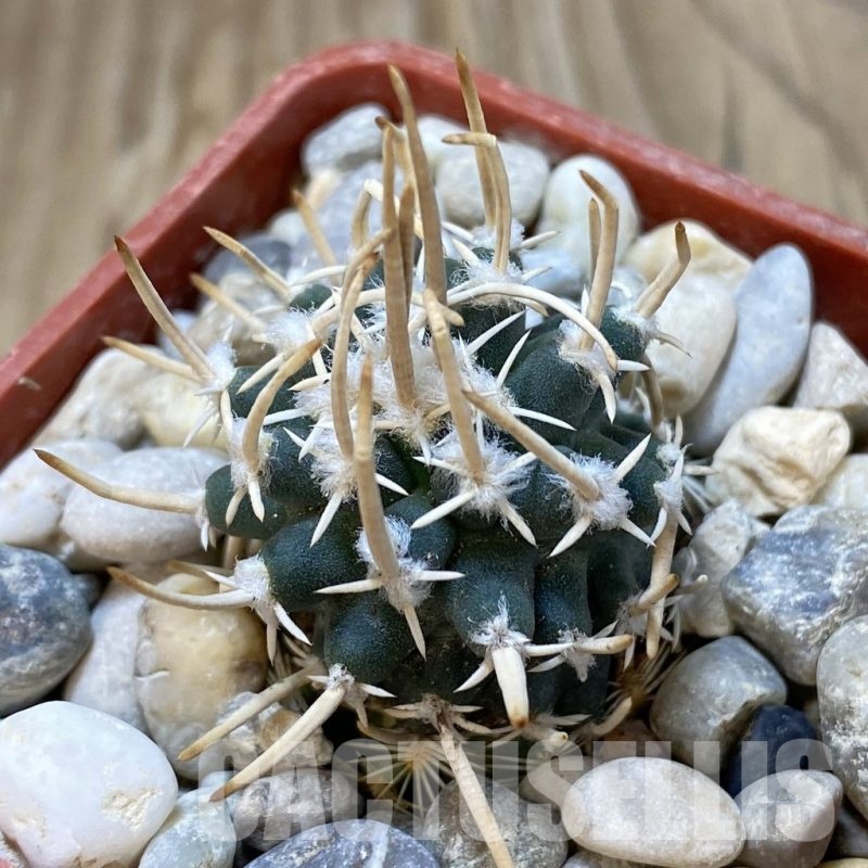 SH18774 Pediocactus peeblesianus v. fickeisenii PJR 458, grafted
