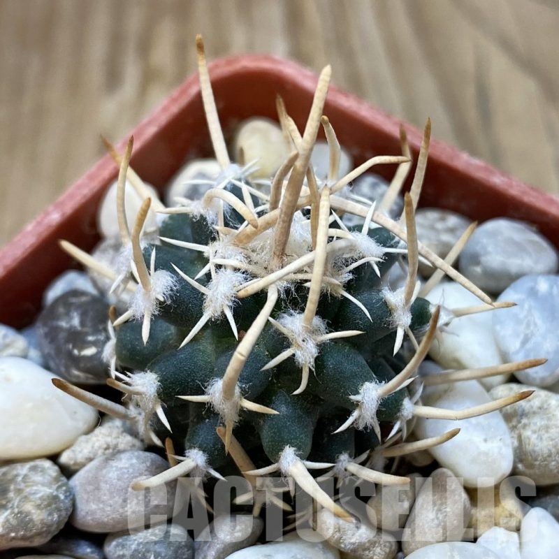SH18775 Pediocactus peeblesianus v. fickeisenii PJR 458, grafted