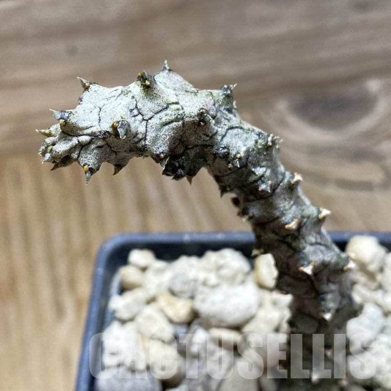 SH18908 Ceropegia stapeliiformis f. monstrosa