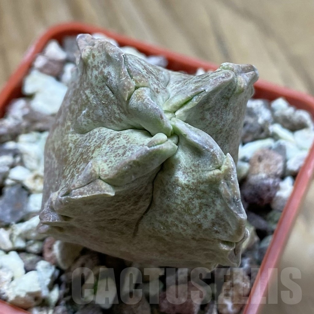 SH18912 Whitesloanea crassa