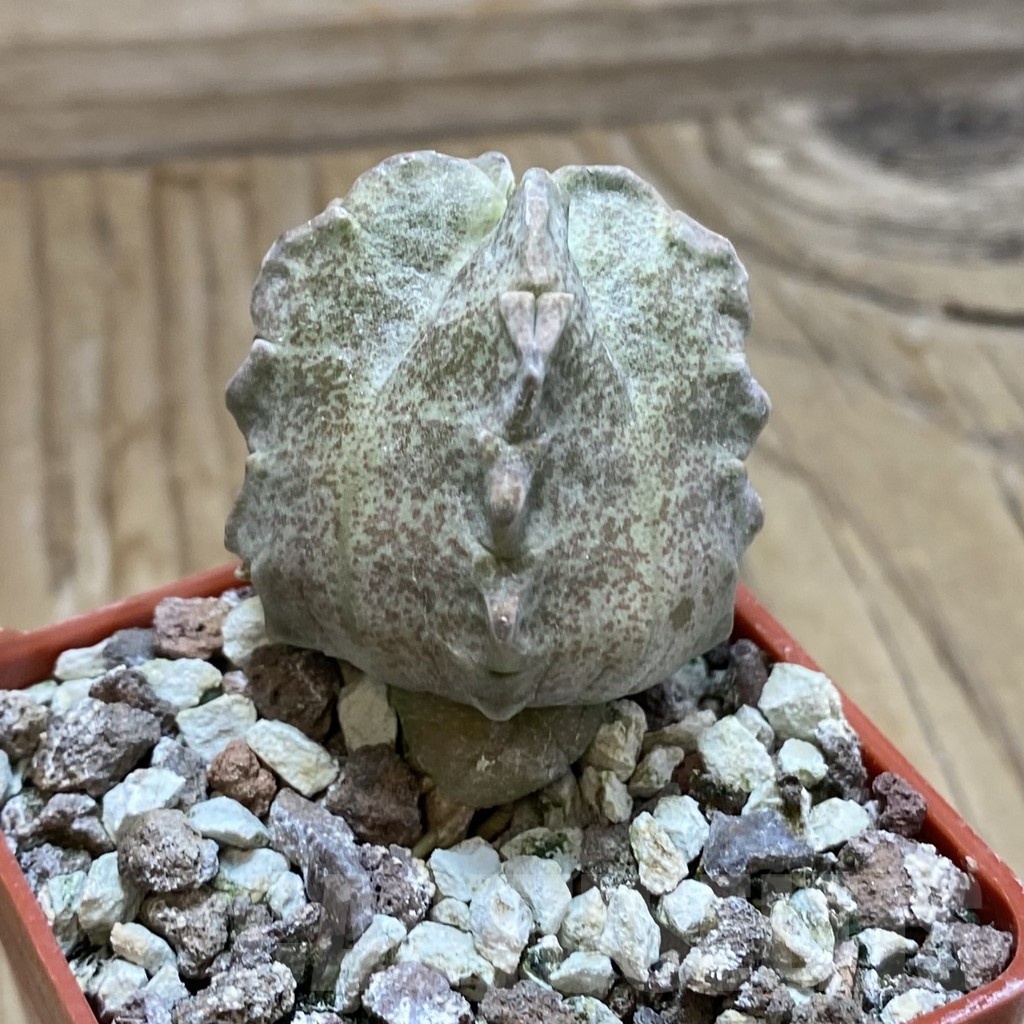 SH18912 Whitesloanea crassa - Image 2