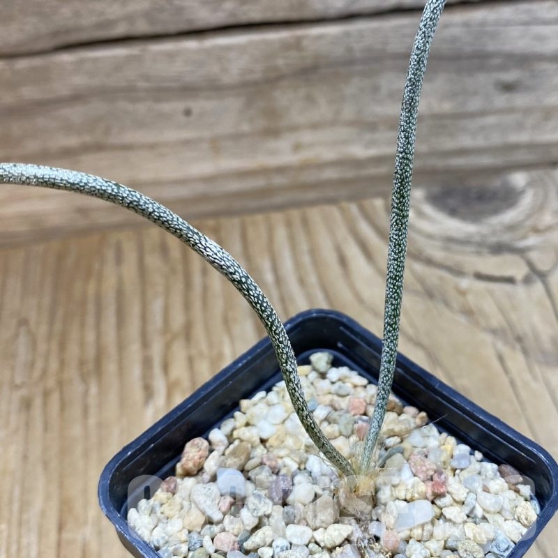 SH18913 Astrophytum caput-medusae, seedling