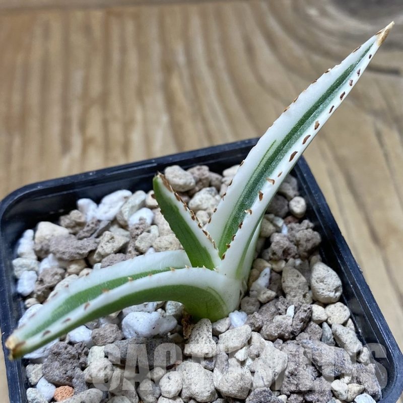 SH18914 Agave victoriae-reginae 'White Rhino'