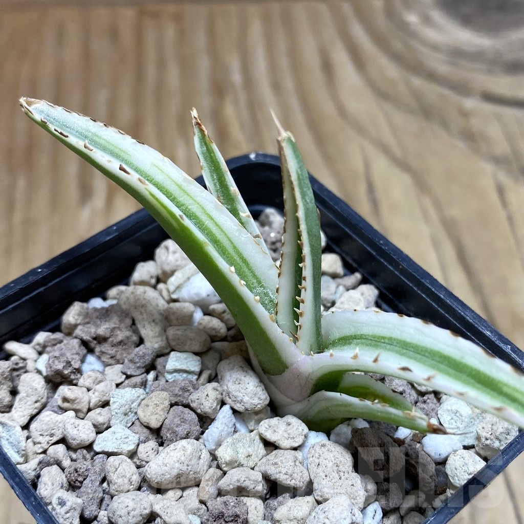 SH18915 Agave victoriae-reginae 'White Rhino'