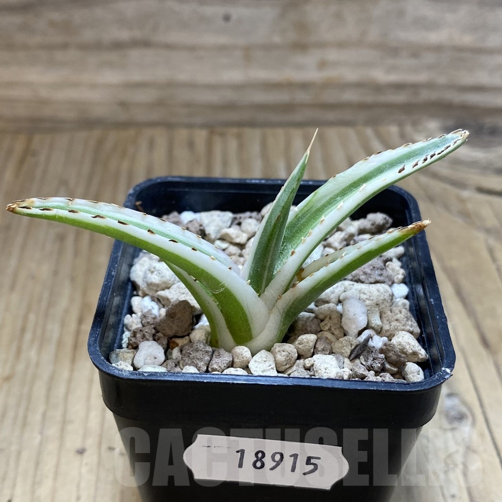 SH18915 Agave victoriae-reginae 'White Rhino' - Image 2