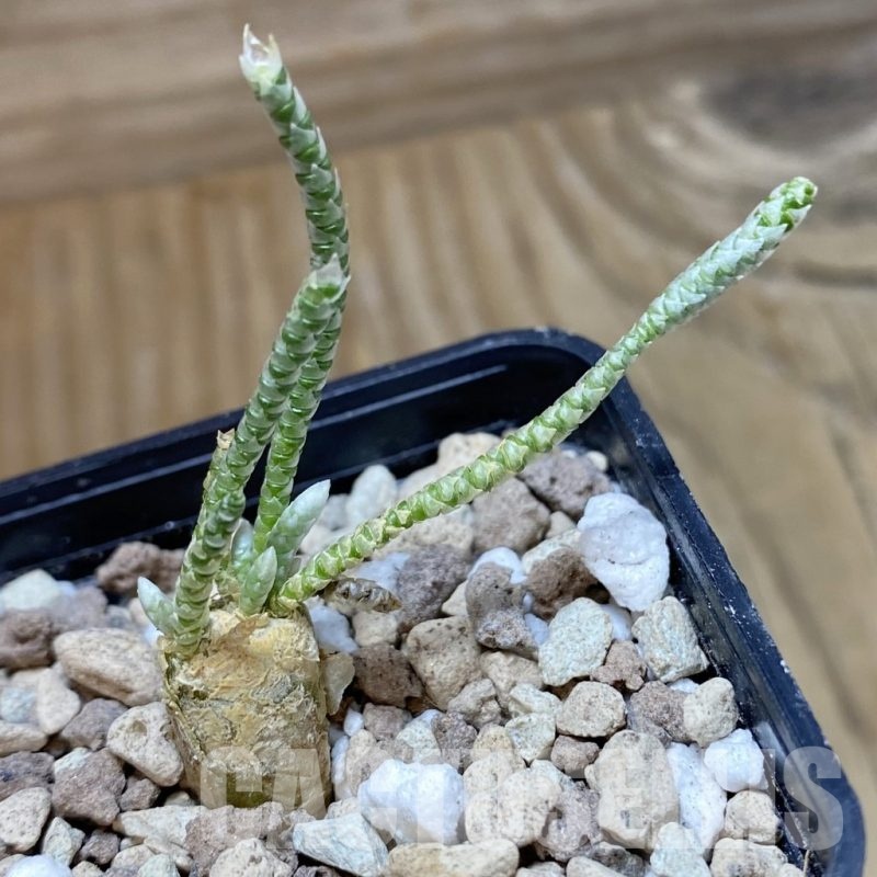 SH18918 Avonia quinaria, pink flower