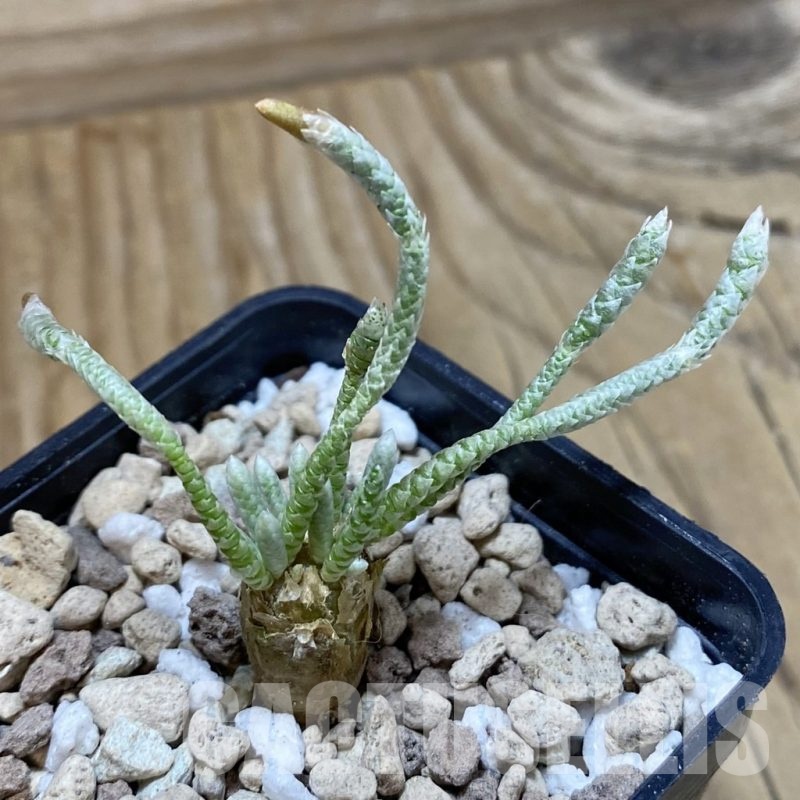 SH18919 Avonia quinaria, pink flower