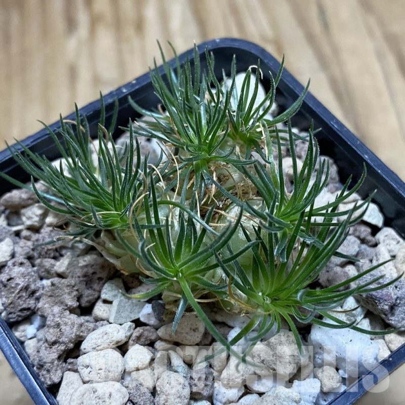 SH18921 Ornithogalum sardienii