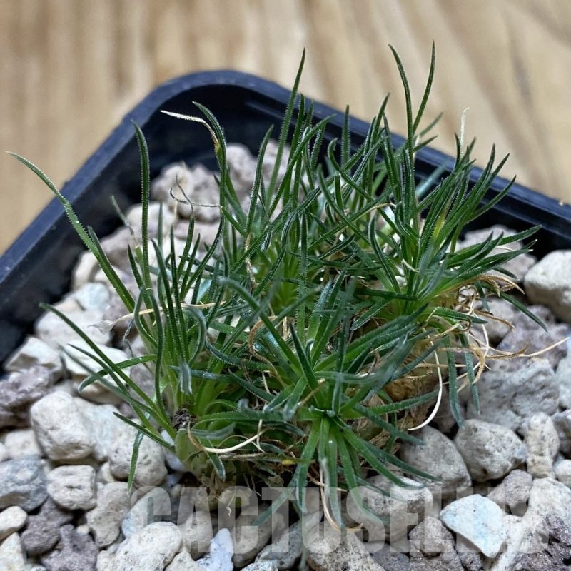 SH18922 Ornithogalum sardienii