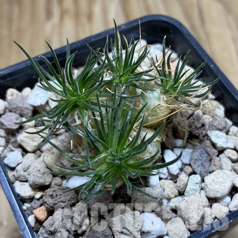 SH18923 Ornithogalum sardienii