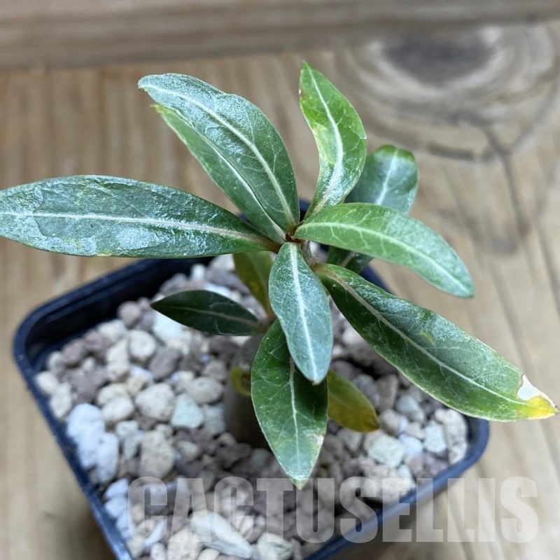SH18928 Adenium somalense v. nova