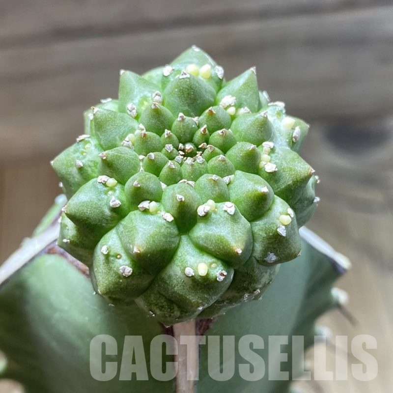 SH18876 Euphorbia gymnocalycioides, grafted