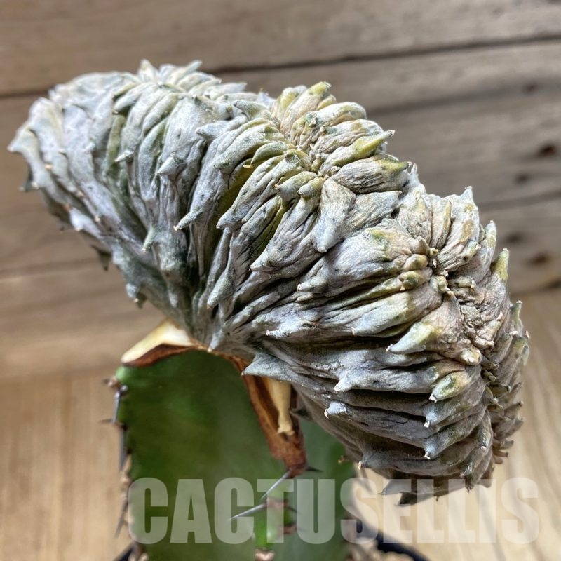 SH18883 Euphorbia abdelkuri f. cristata, grafted