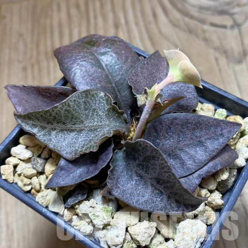 SH18886 Euphorbia francoisii hybrid