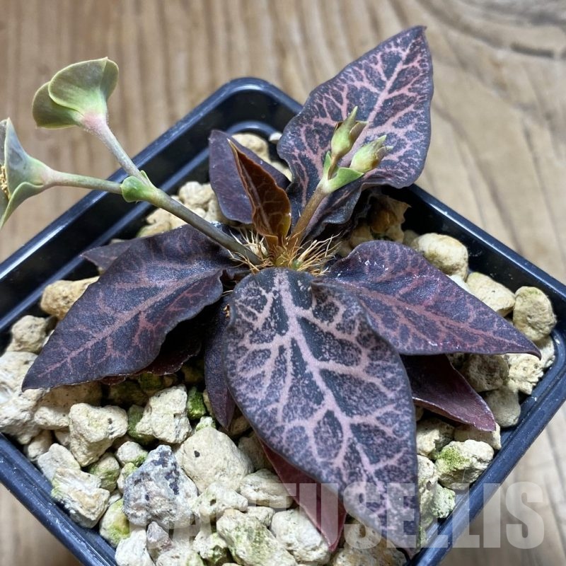 SH18887 Euphorbia francoisii hybrid