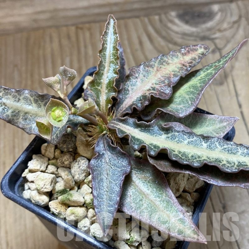 SH18888 Euphorbia francoisii hybrid