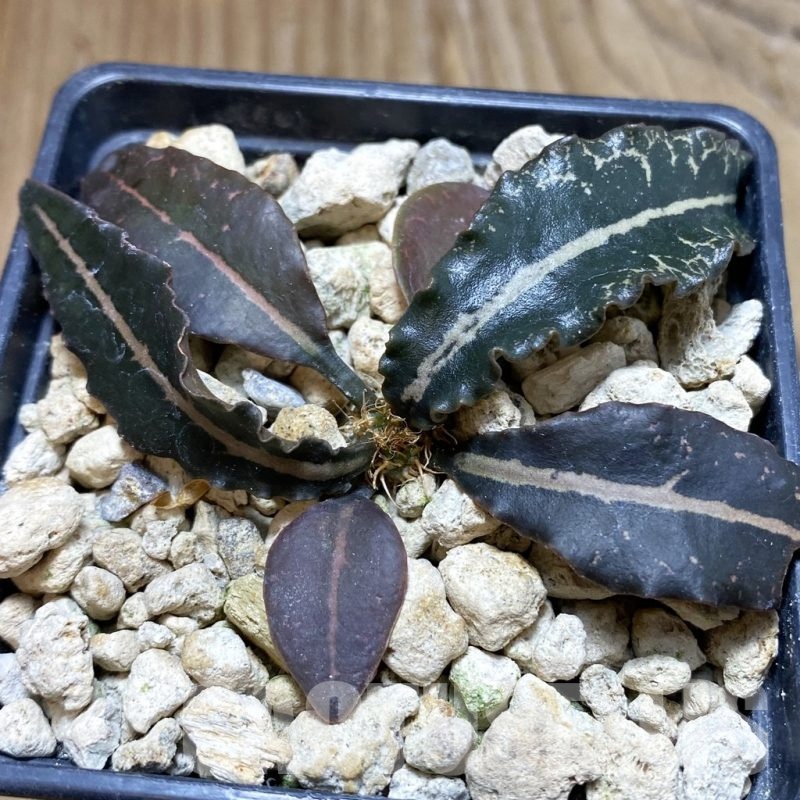 SH18889 Euphorbia francoisii hybrid