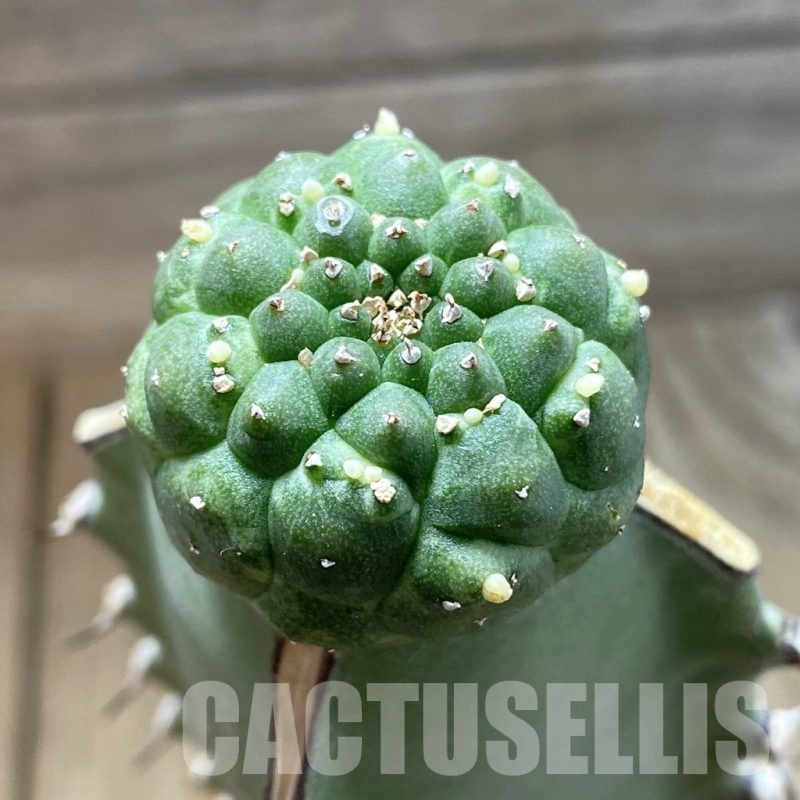 SH18877 Euphorbia gymnocalycioides, grafted