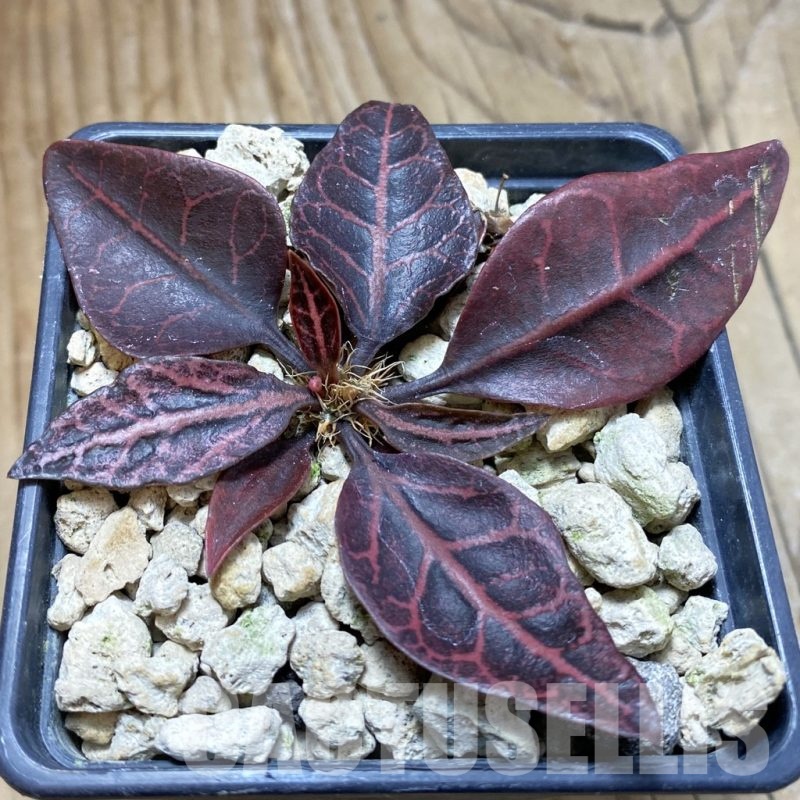 SH18891 Euphorbia francoisii hybrid