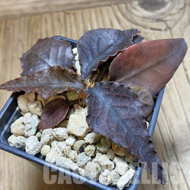 SH18892 Euphorbia francoisii hybrid