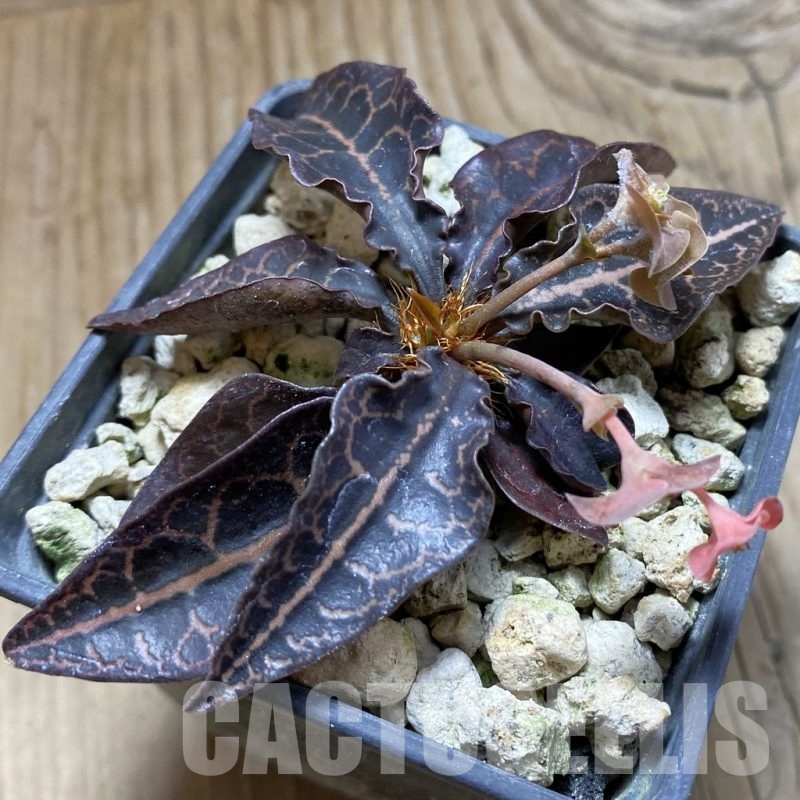 SH18893 Euphorbia francoisii hybrid