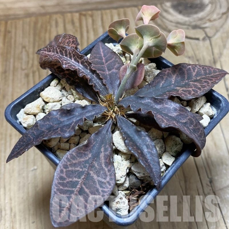 SH18894 Euphorbia francoisii hybrid