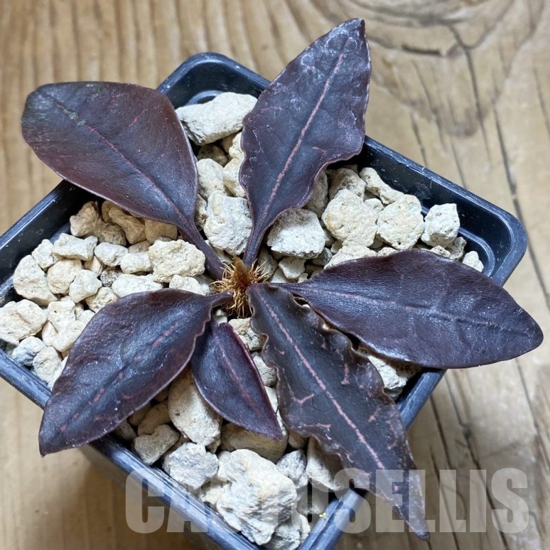 SH18895 Euphorbia francoisii hybrid