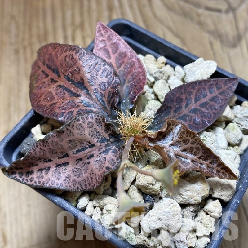 SH18896 Euphorbia francoisii hybrid