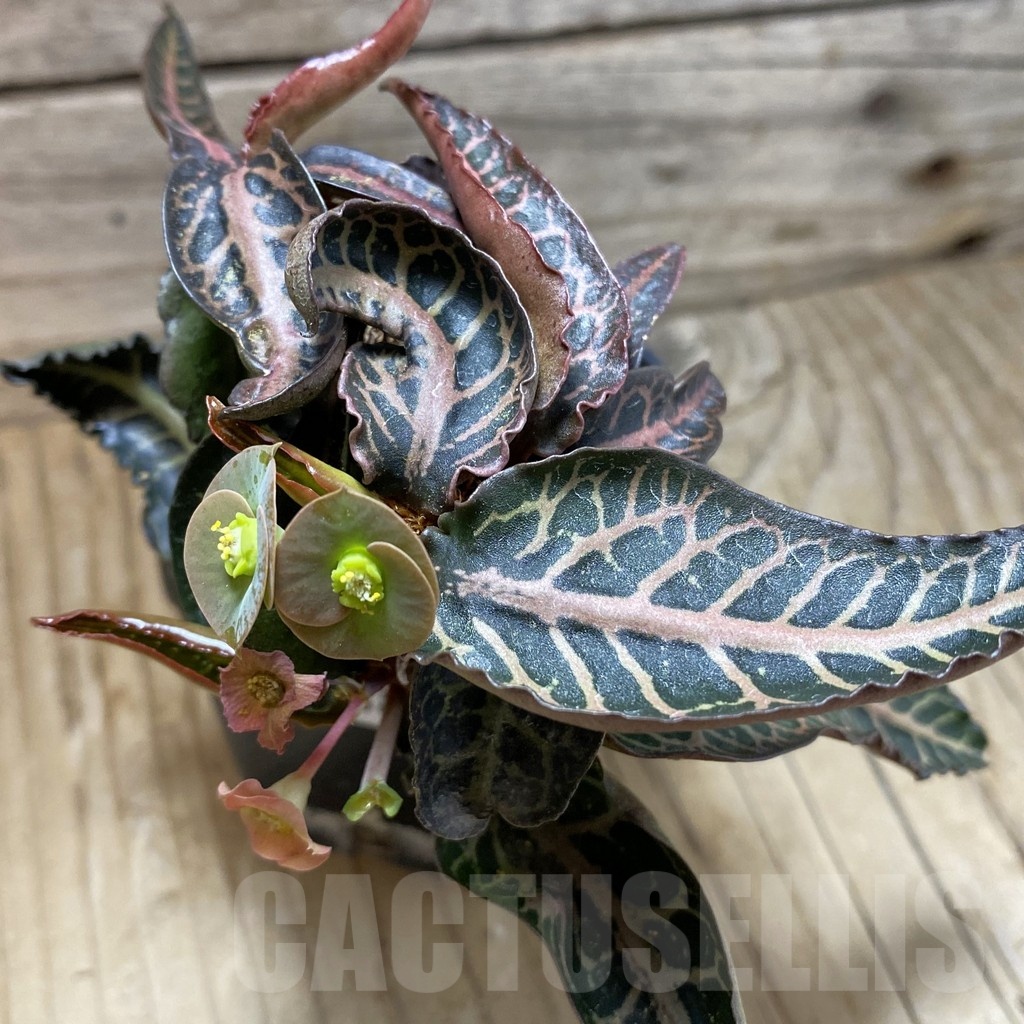 SH18898 Euphorbia francoisii hybrid