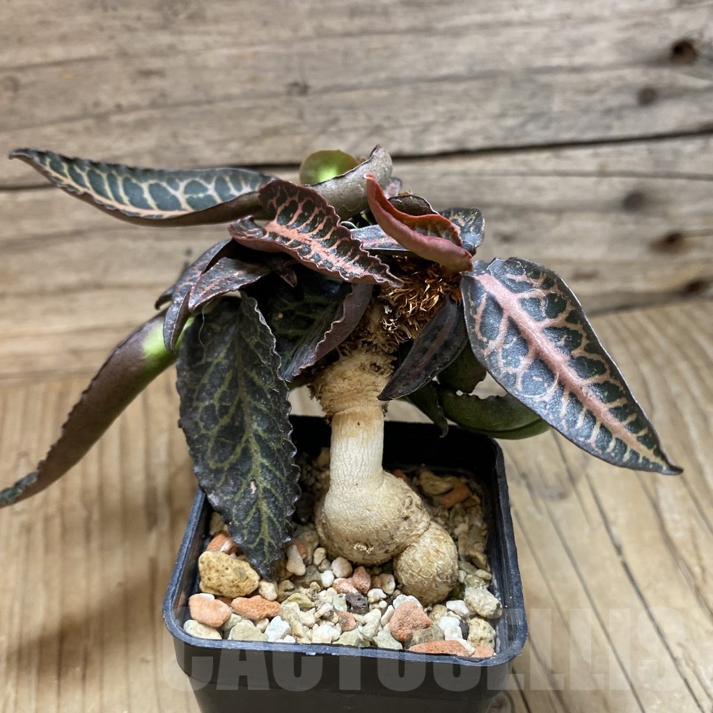 SH18898 Euphorbia francoisii hybrid - Image 3